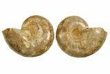 Jurassic Cut & Polished Ammonite Fossil - Madagascar #289376-1